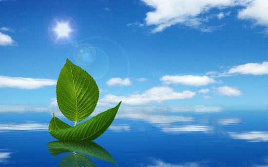 sailing leaves under blue sky