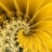 StarSunflower Studio